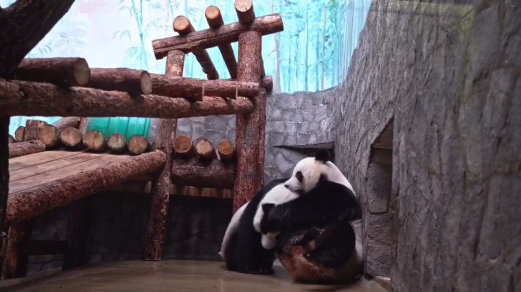 «Удивительно синхронно»: в Московском зоопарке показали игры панд Жуи и Диндин