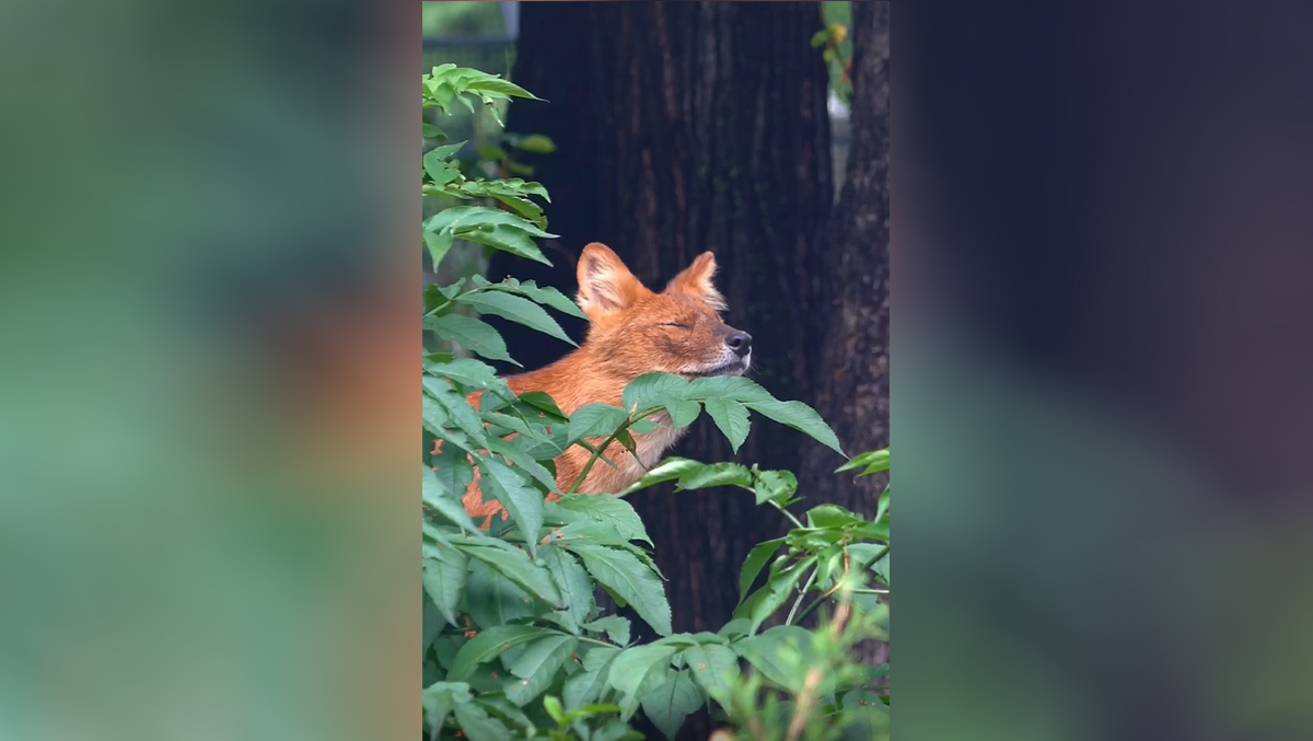 Лениво и не торопясь: Московский зоопарк показал необычный завтрак красного волка
