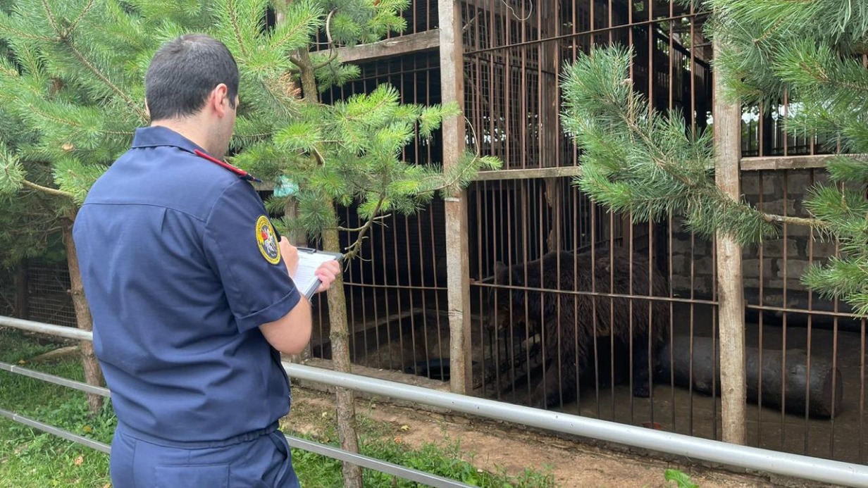 Медведь поранил женщину и ребенка на зооферме под Тулой