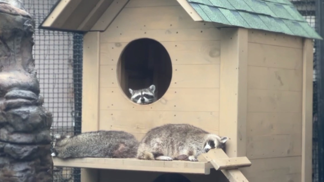 «Как же сладко спится»: в Московском зоопарке показали кадры с дремлющими в непогоду енотами