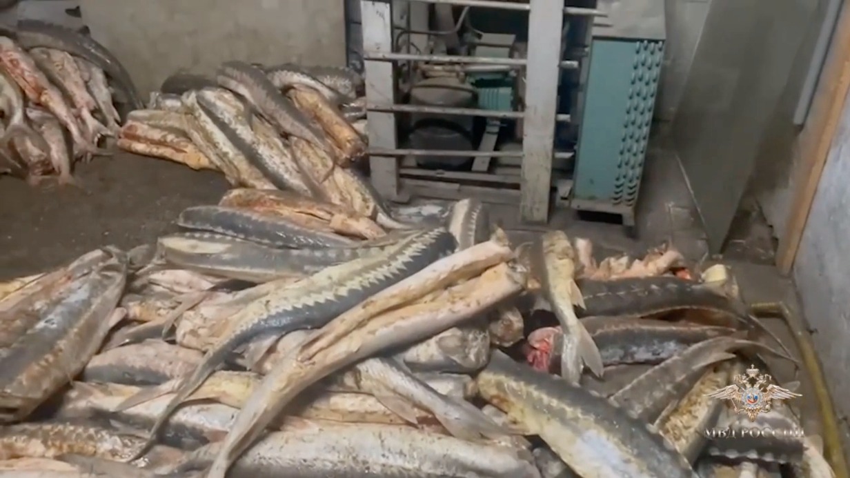 Более тонны краснокнижной рыбы изъяли полицейские из подпольного цеха в Подмосковье