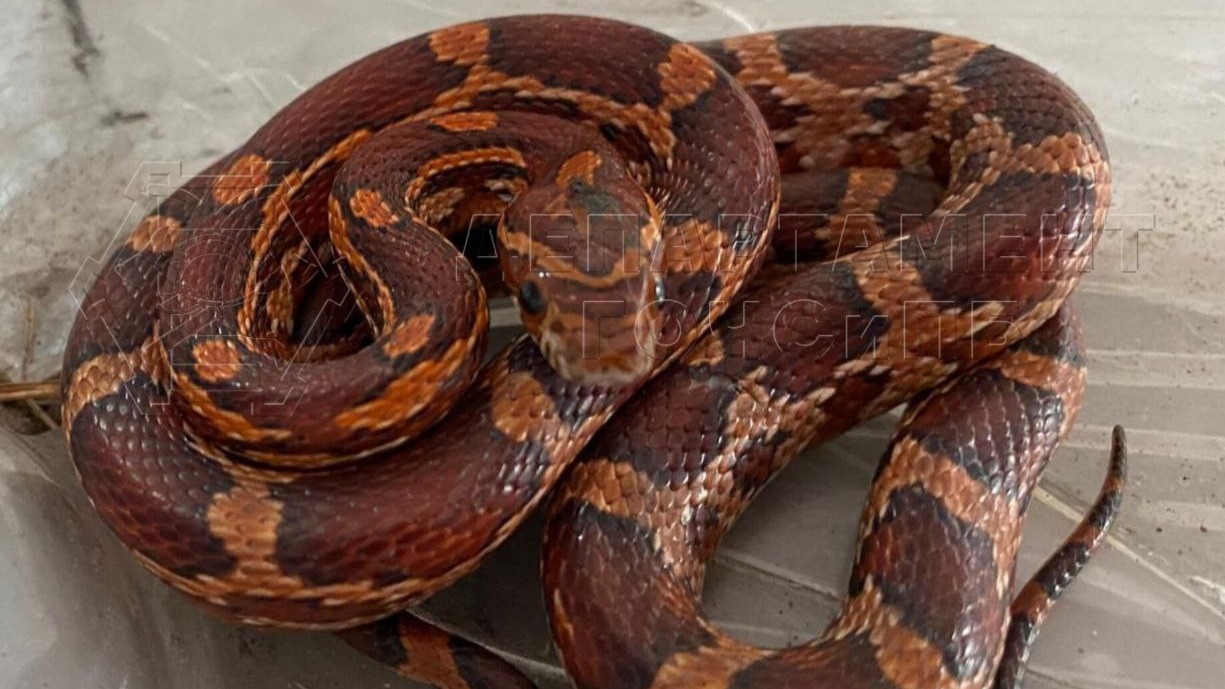 На юге Москвы прохожие нашли на улице питона