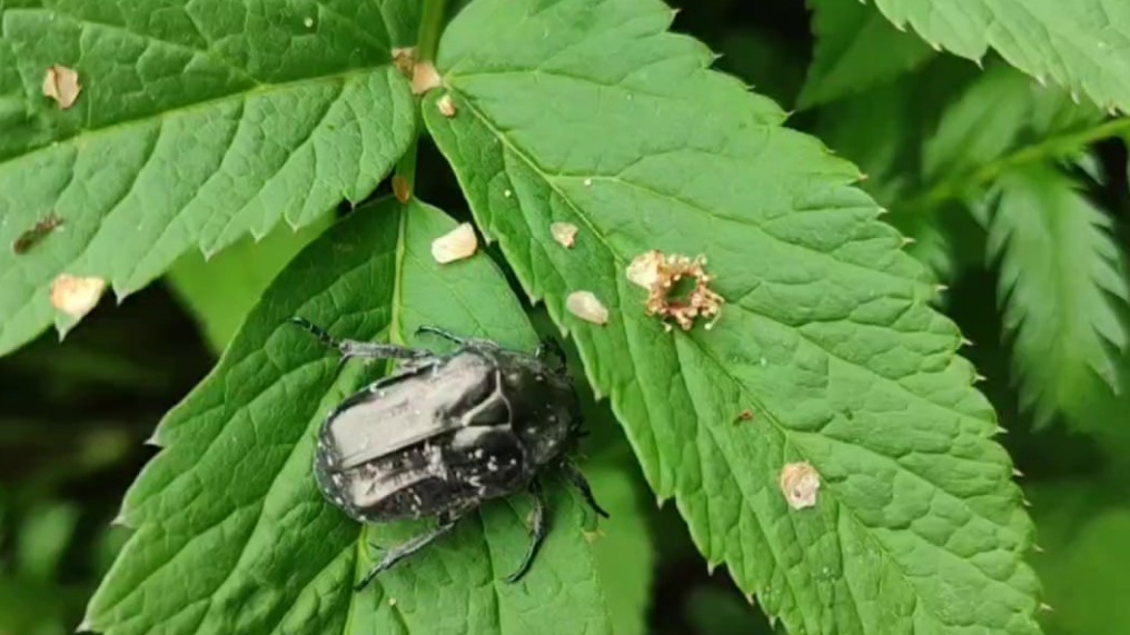 Краснокнижную мраморную бронзовку заметили в Терлецком лесопарке