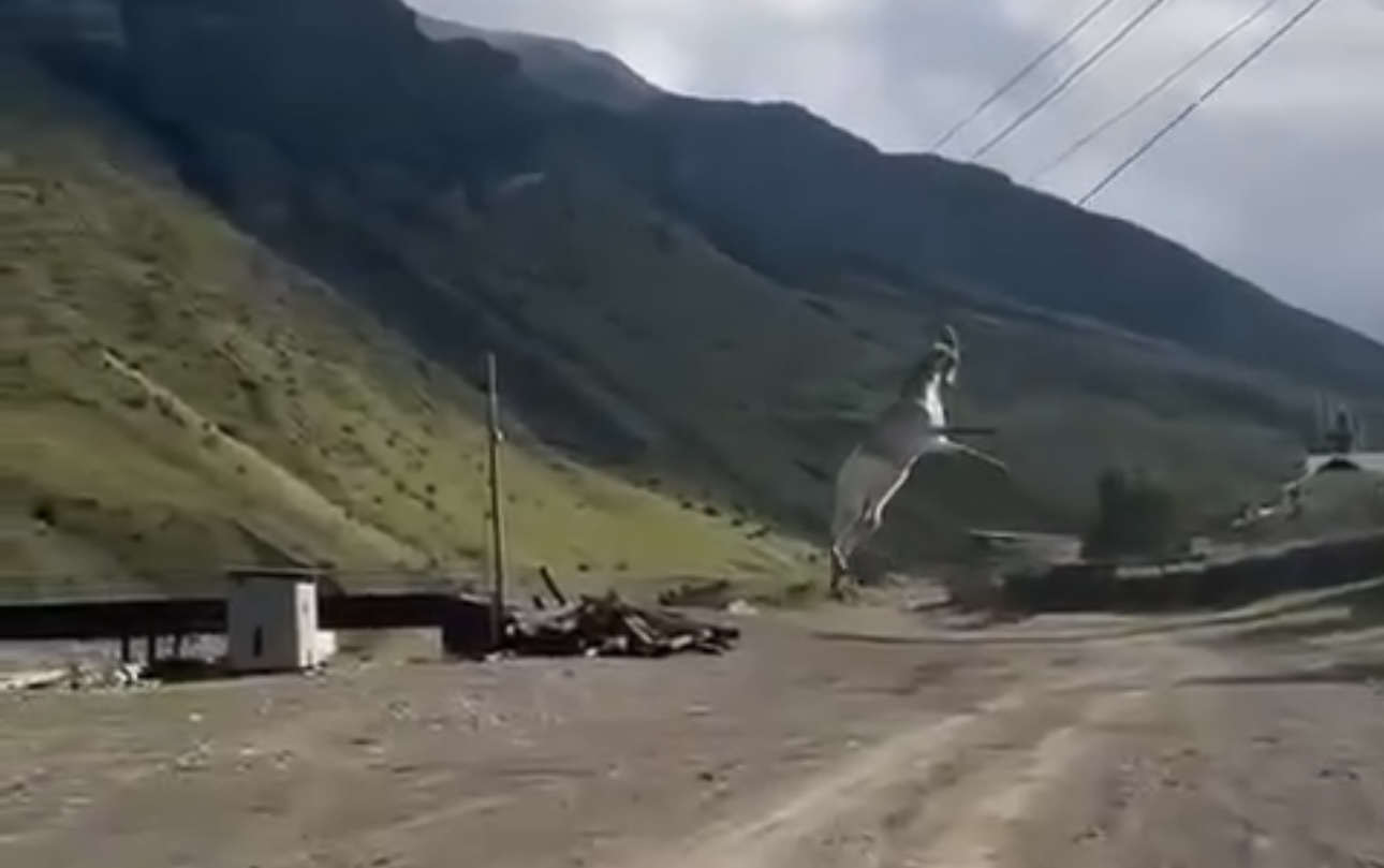 Козел зацепился рогами за кабель и повис на линии электропередачи в Дагестане