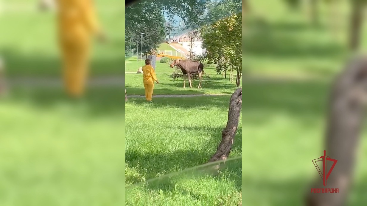 Росгвардейцы помогли заблудившемуся лосю вернуться домой