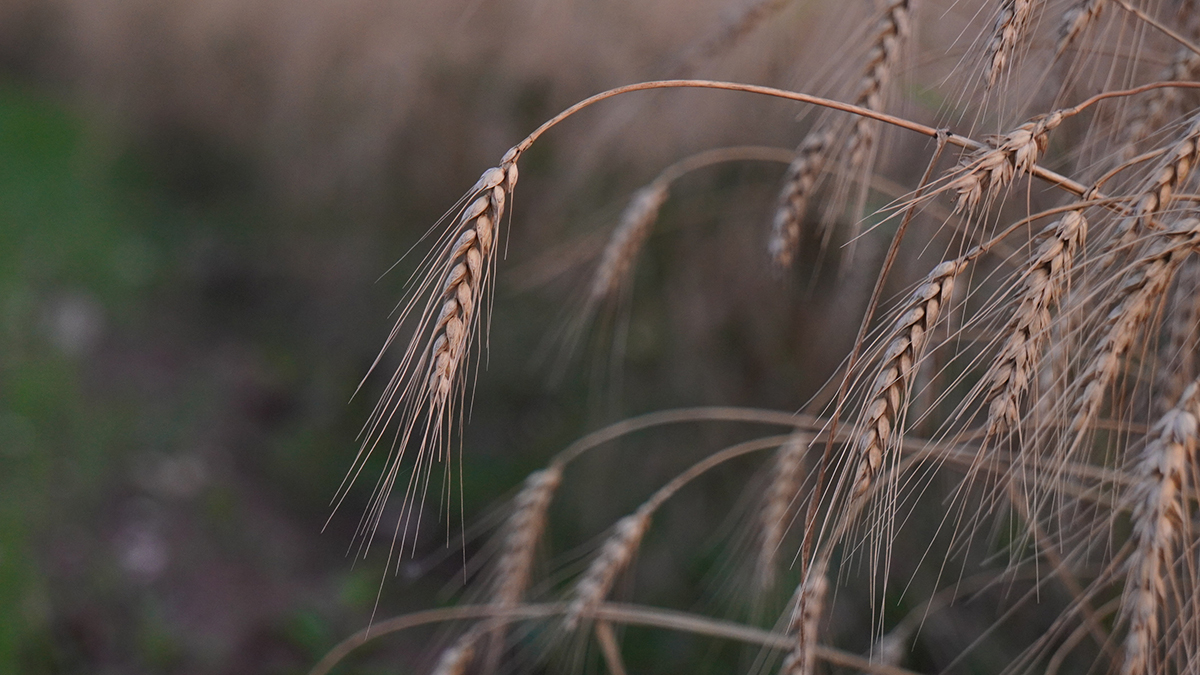 Генсек ООН Гутерреш: Восстановление зерновой сделки не имеет смысла