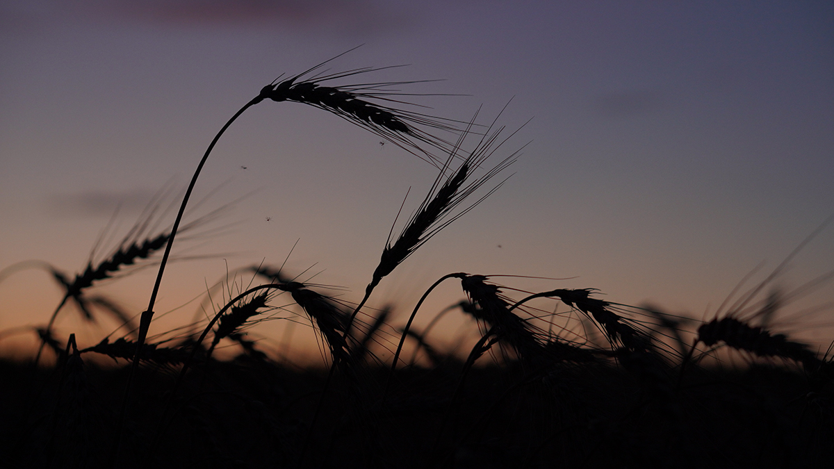 На Украине оценили ущерб от прекращения зерновой сделки в 2023 году