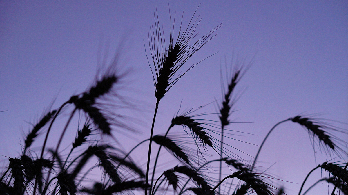 Закрытие Босфора: сможет ли Турция уговорить Россию возобновить зерновую сделку