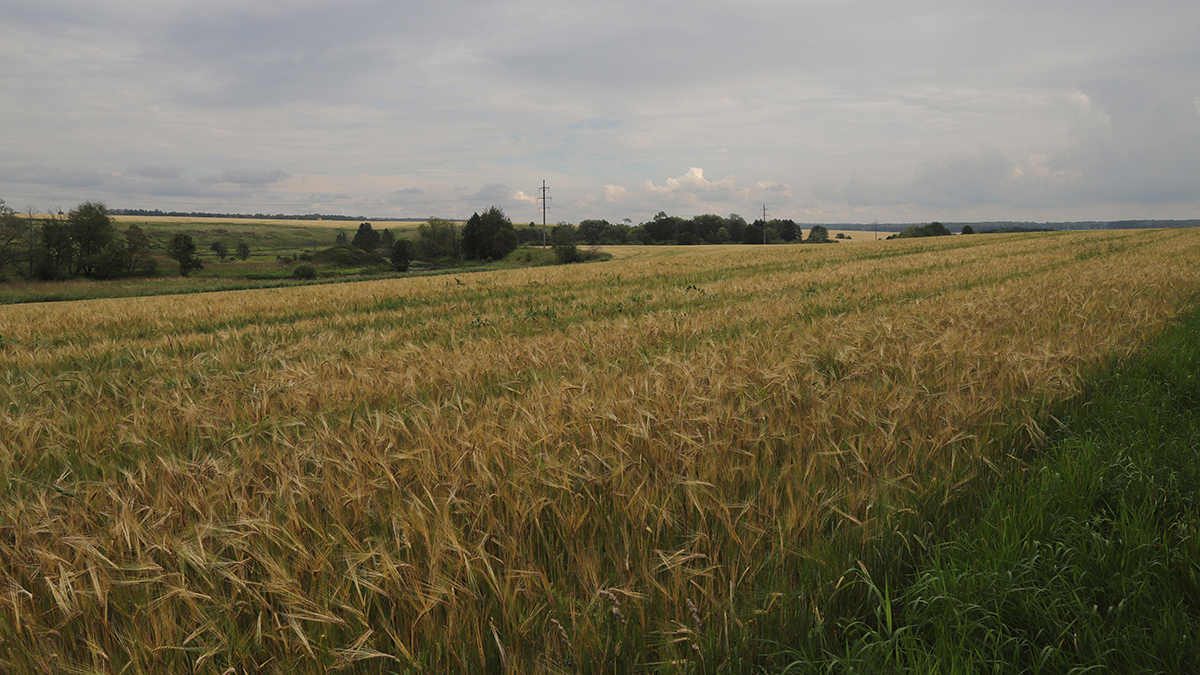 Народный календарь. Как избежать встречи в поле со злым духом полудницей 10 июня