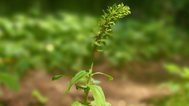 Краснокнижную орхидею обнаружили на столичных природных территориях