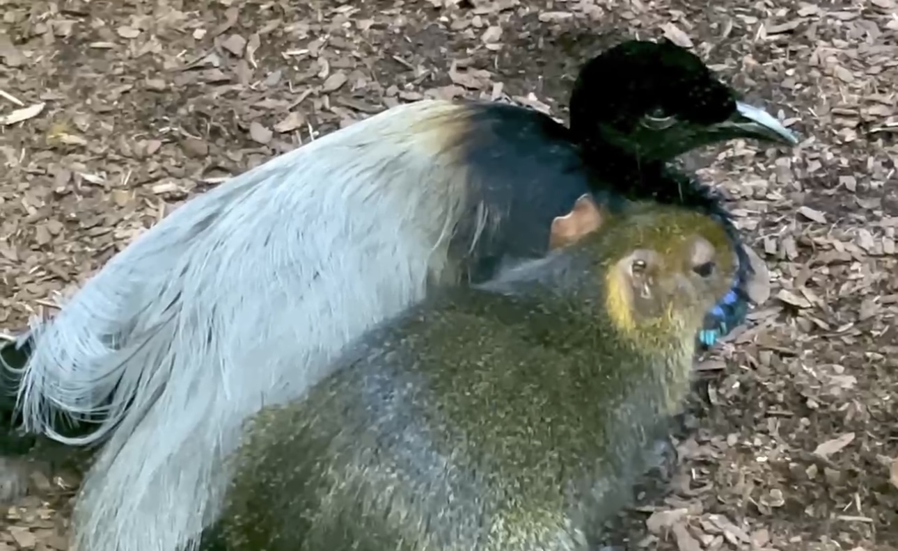 «Такие разные, но все-таки вместе»: Московский зоопарк показал жизнь трубача и пунчана