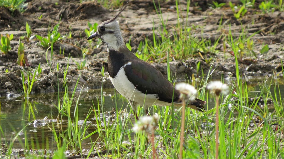 Специалисты Мосприроды заметили в столице семью редких чибисов