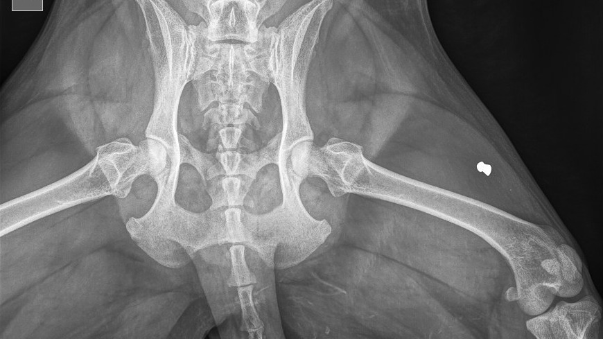 «Нет состава преступления»: житель Подмосковья, расстрелявший собаку, может избежать даже штрафа