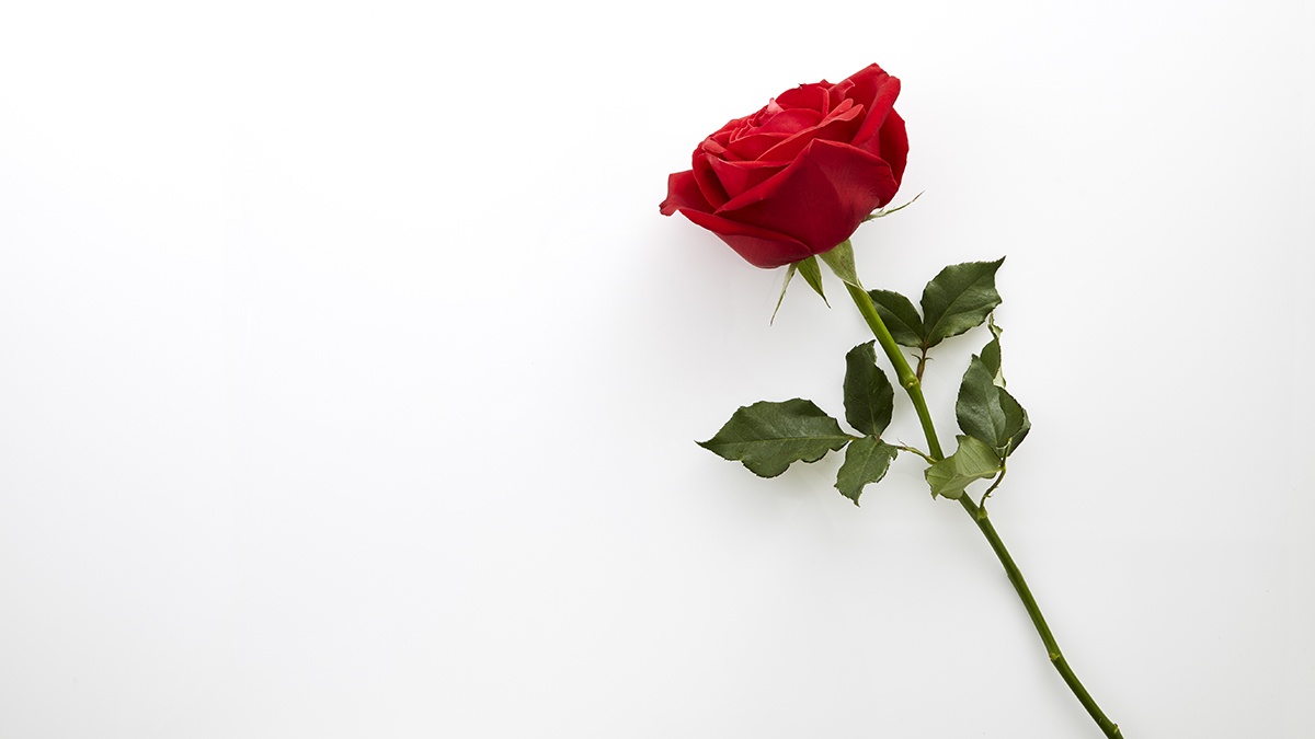 Стало известно, кто будет главным героем нового шоу в формате «Холостяка» на ТНТ