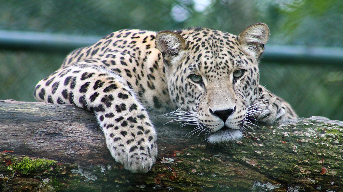 В Сочи застрелили редчайшего леопарда в момент возвращения в дикую природу