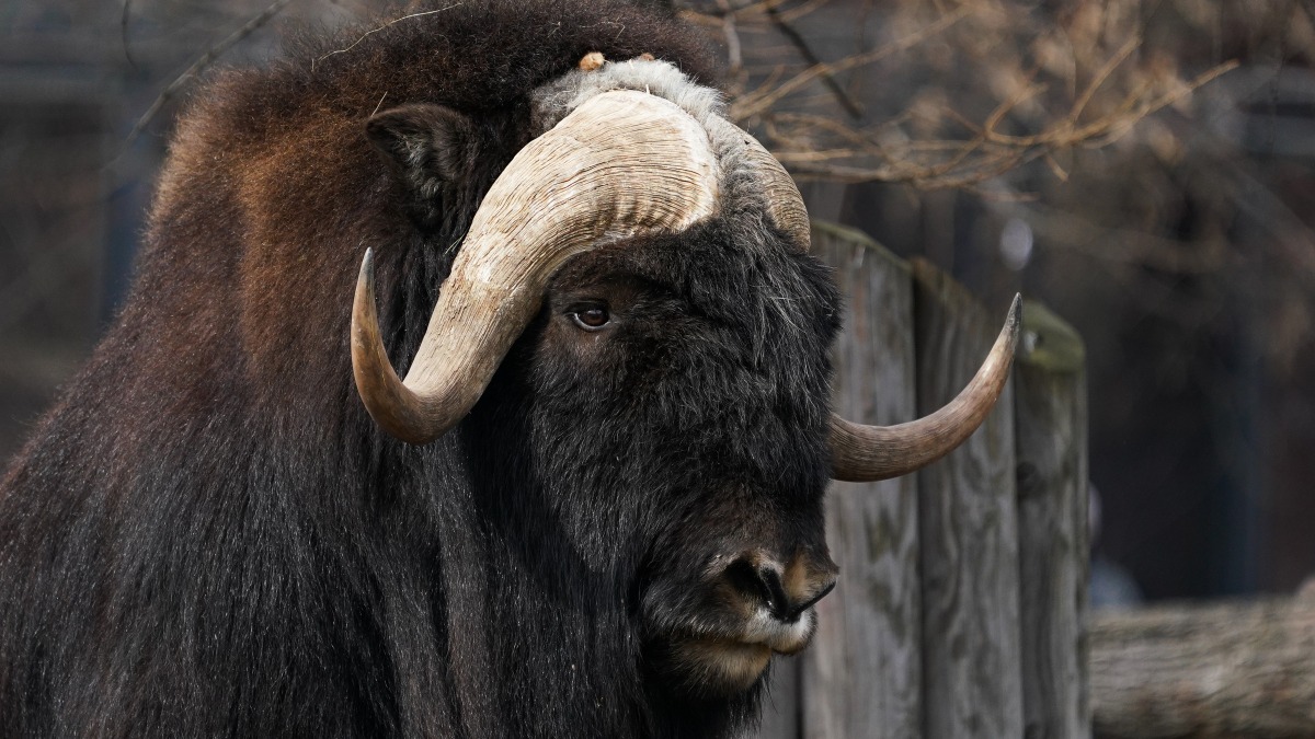 «Мощные газонокосилки»: Московский зоопарк показал поглощающего траву овцебыка