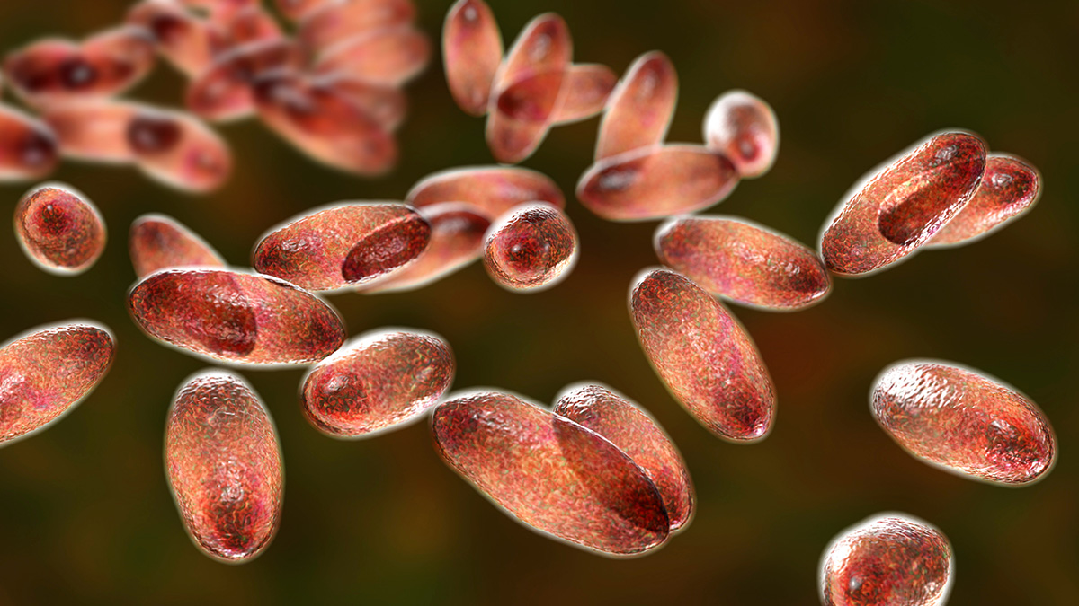 Три случая подозрения на бубонную чуму зафиксировали в Монголии