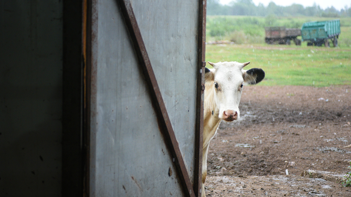 Перелом руки и 13 ребер: две коровы напали на жительницу Хакасии