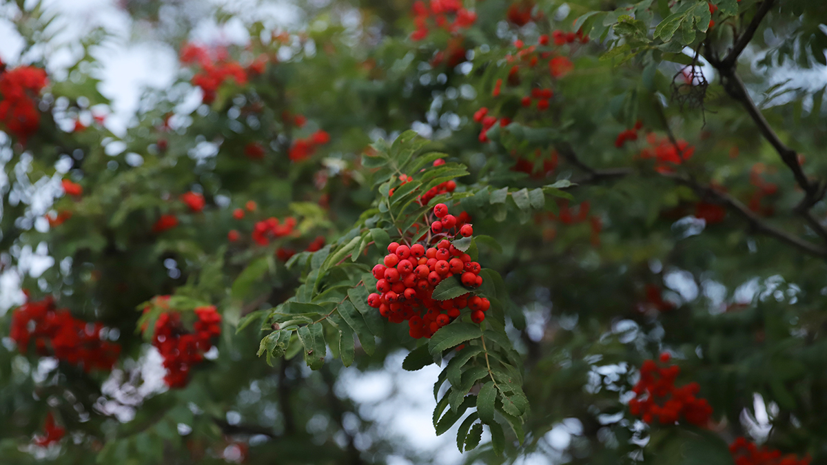 Гастроэнтеролог Кашух назвала девять продуктов, которые улучшают здоровье