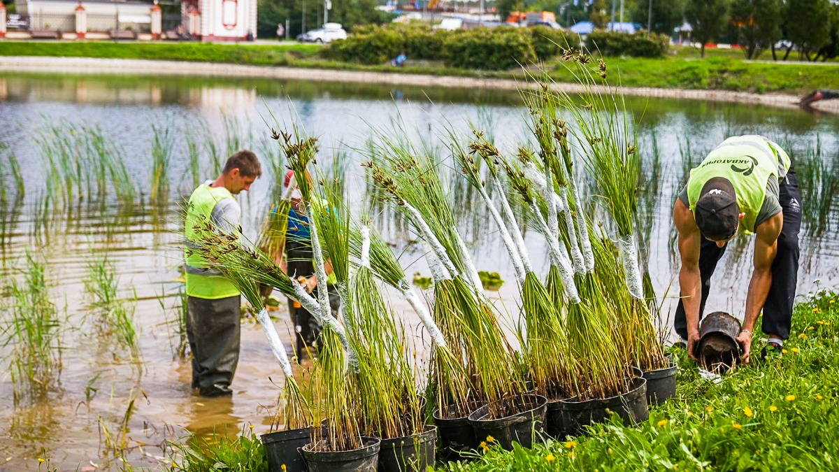 На северо-востоке Москвы завершилась реконструкция Алтуфьевского пруда
