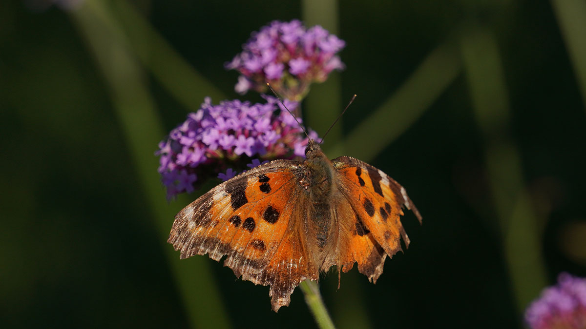 На зеленых территориях Москвы обитает около 200 видов бабочек