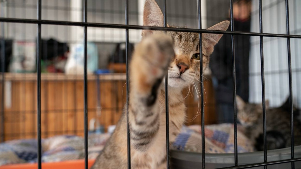 Выставка-пристройство животных из приютов пройдет в «Лужниках» в рамках МУФ 