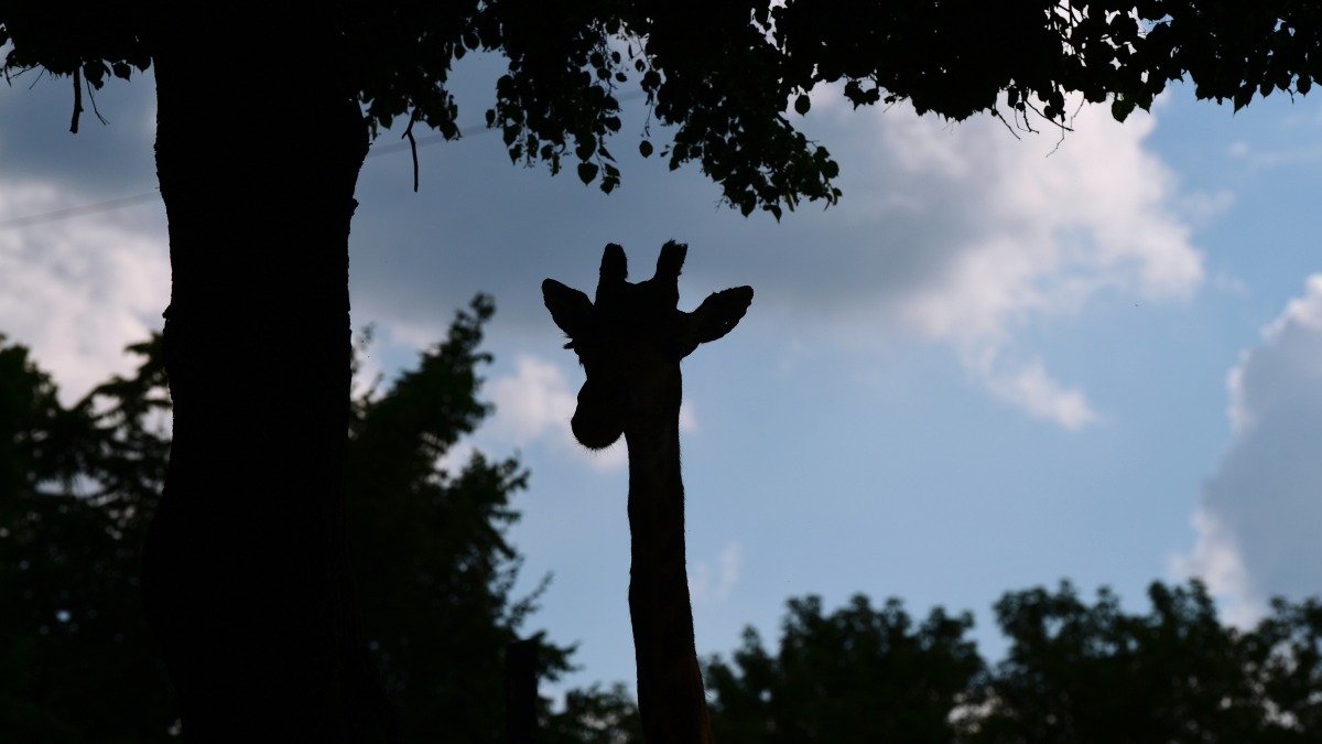 Единственный в мире жирафенок без пятен родился в зоопарке в Теннесси