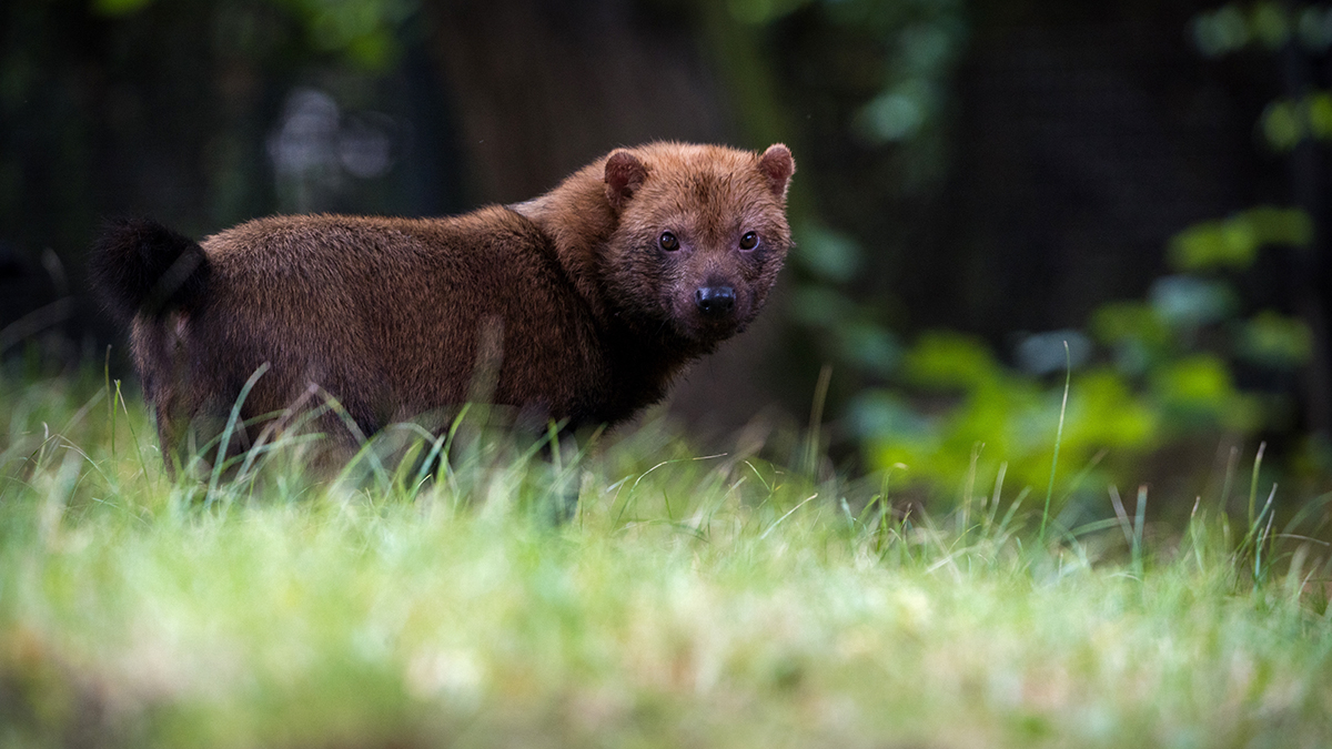 «Мощные звери»: в Московском зоопарке показали тренажер для кустарниковых собак