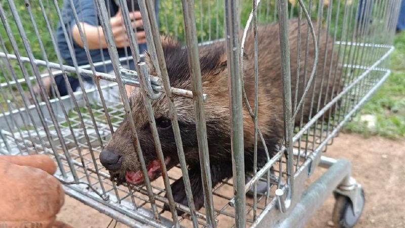 Спасатели вытащили упавшего в колодец енота в Подмосковье