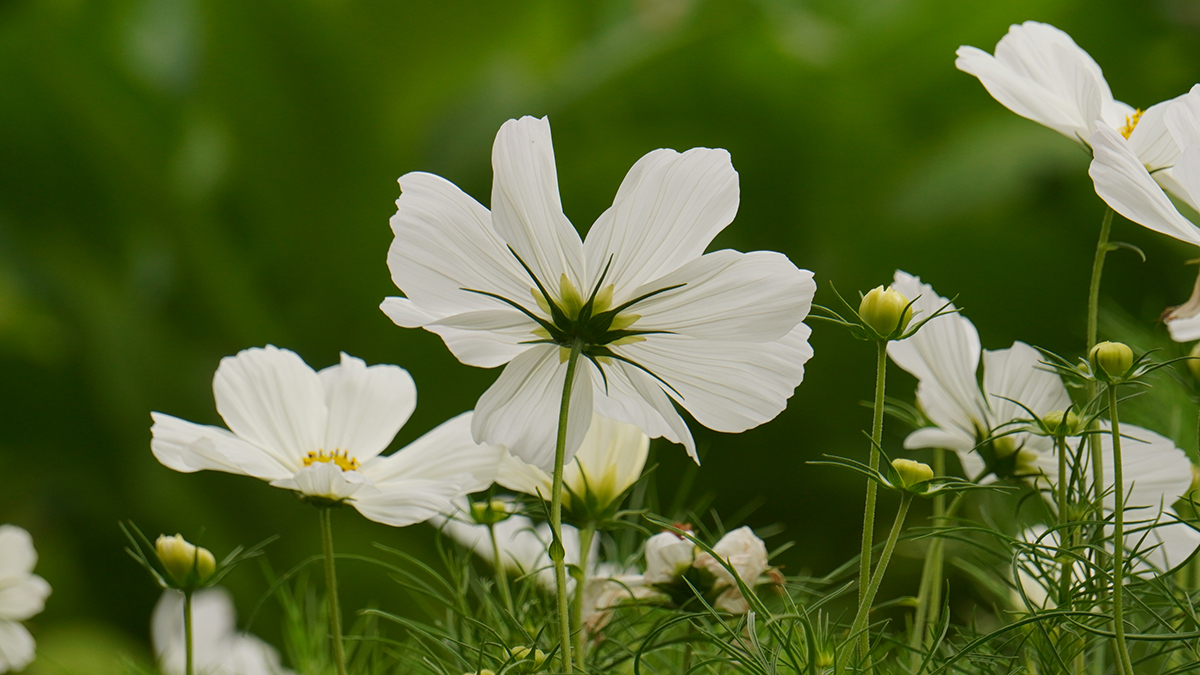 Законно ли высаживать клумбу на придомовой территории