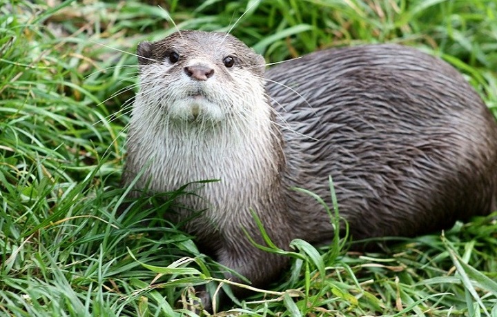 Выдра украла из прудов отеля в Великобритании карпов на 126 тысяч долларов