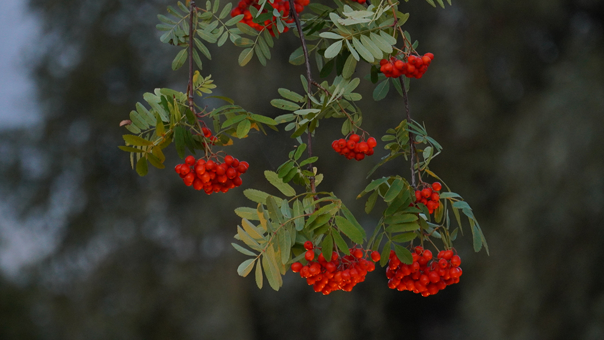 Народные приметы на 28 апреля 2026 года