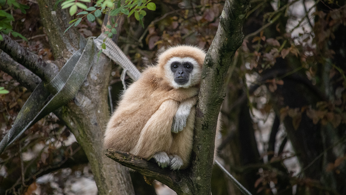 Ленинградский зоопарк выбрал имя для детеныша белоруких гиббонов