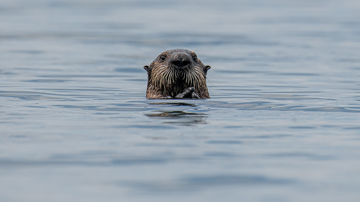 Жители Башкирии спасли новорожденного малыша выдры