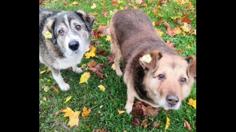 Каштанка и Бетховен