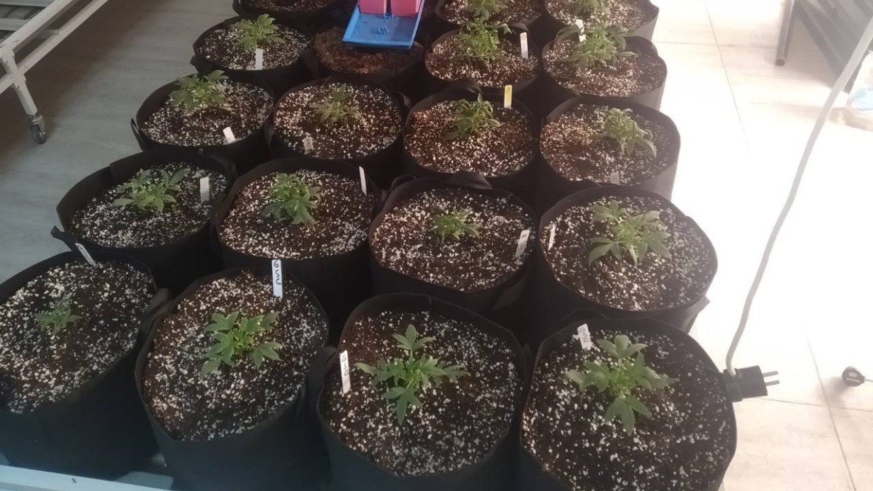 Житель Подмосковья предстанет перед судом за организацию плантации конопли