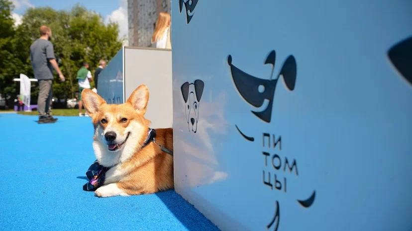 Сергунина пригласила москвичей оценить новые площадки для прогулок с собаками