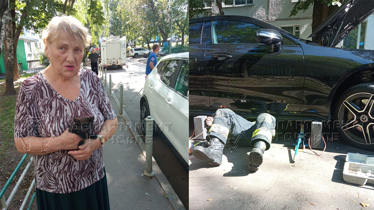 Бездомного котенка дважды достали из-под капота авто на юге Москвы