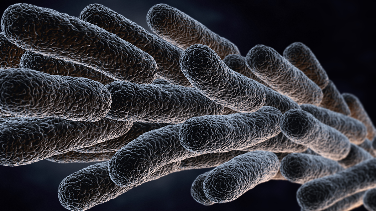 Бактерии, вызывающие холеру, стали обнаруживать у берегов Турции
