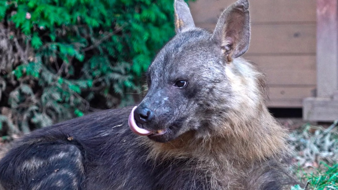 Самые редкие гиены впервые появились в Московском зоопарке