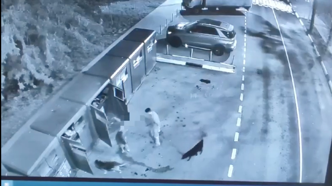 Возбуждено уголовное дело по факту убийства собаки в подмосковном Щелкове