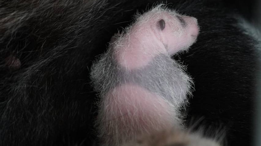 «Жилеточка, как у мамы»: в Московском зоопарке показали «новую одежду» малыша-панды