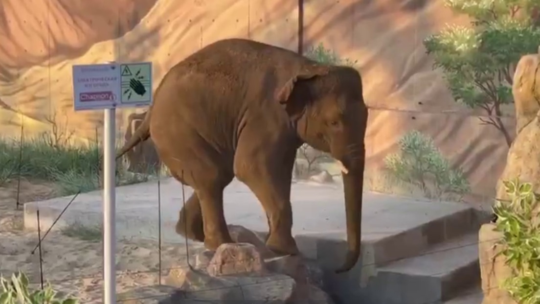 Азиатский слон Филимон прибыл в Казанский зооботсад из Московского зоопарка