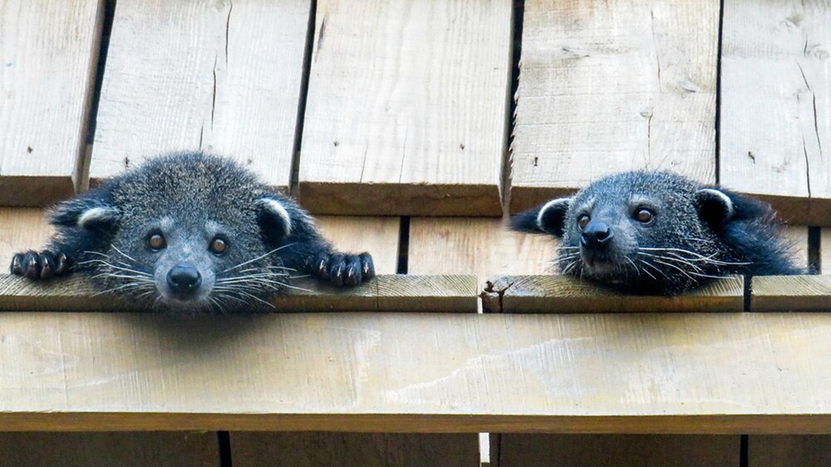 Зефир и Фиона: пара бинтуронгов поселилась в Московском зоопарке