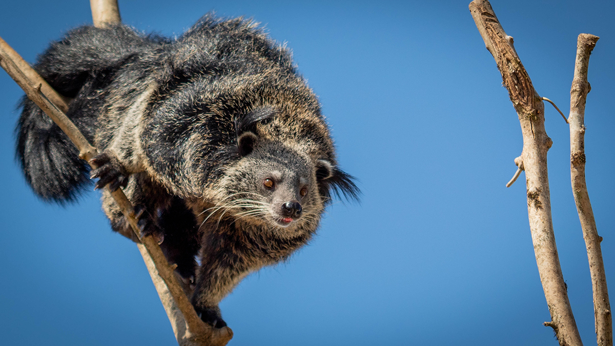 «Таинственный зверь»: Московский зоопарк рассказал об особенностях бинтуронгов