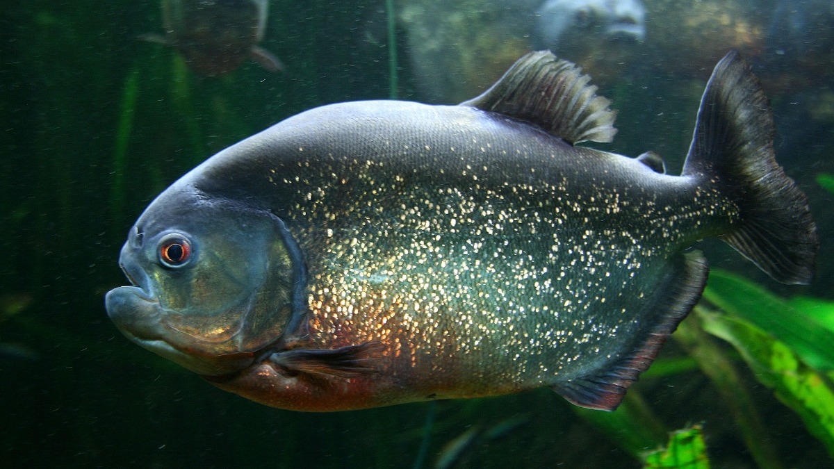 Пираньи съели упавшего в реку мужчину в Бразилии