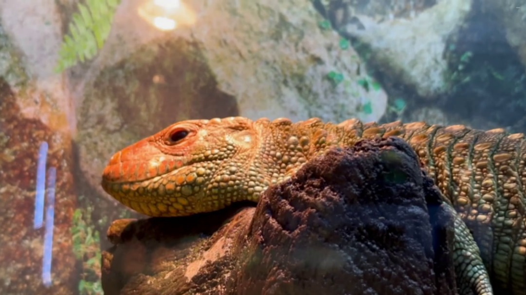 «Бдительность не теряет»: в Московском зоопарке показали сонную ящерицу