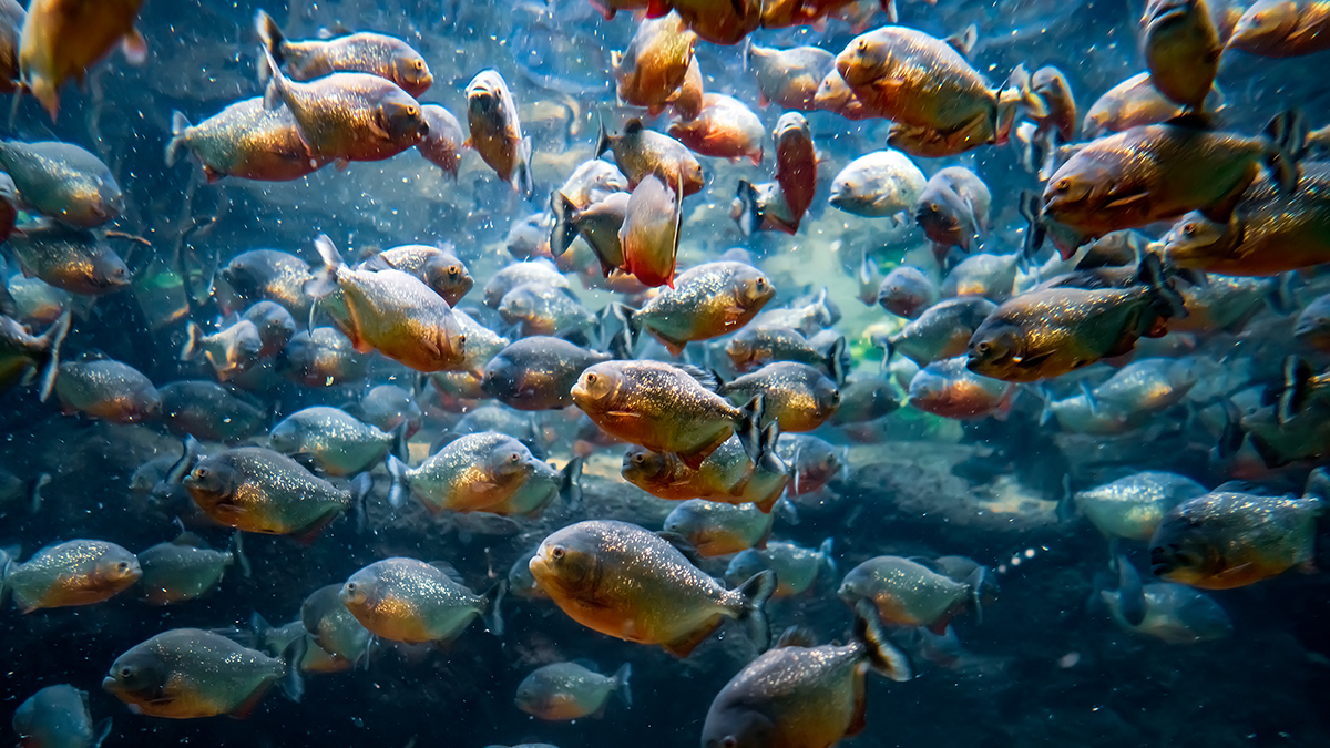 Двухлетняя девочка погибла в Бразилии после нападения пираний в реке