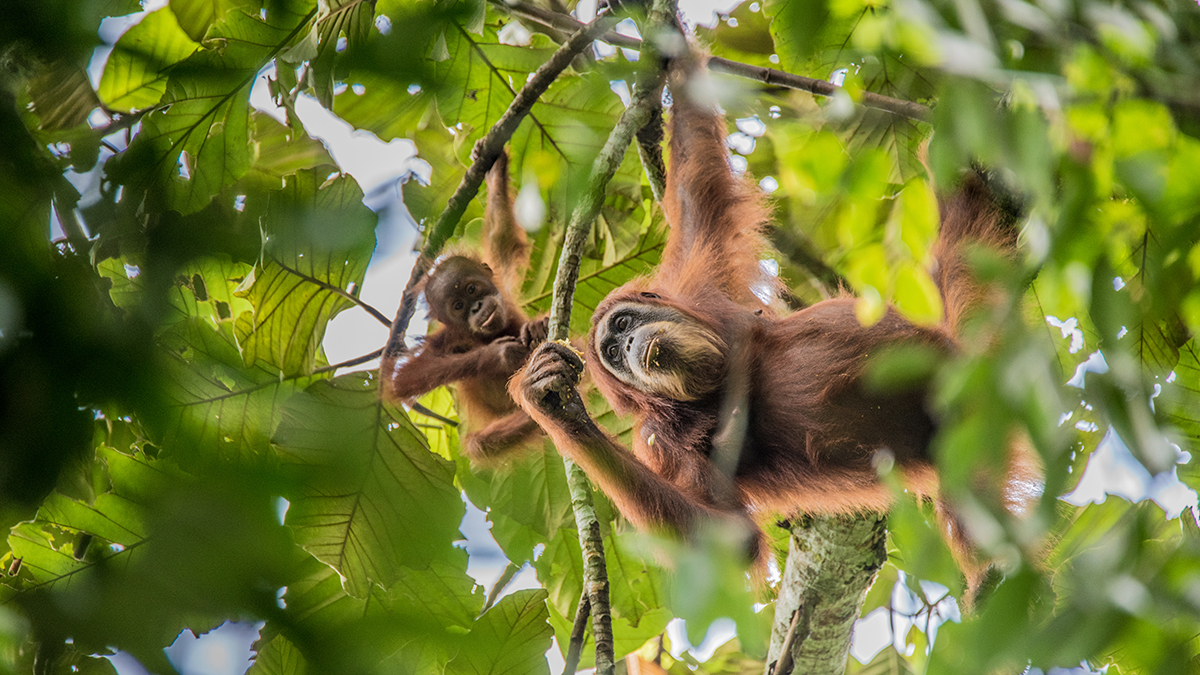 Стало известно, когда орангутаны из Московского зоопарка выйдут в летние вольеры