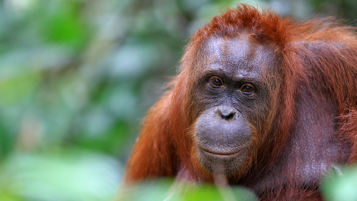 «Внутри гораздо теплее»: Московский зоопарк показал Чапу, закапывающегося в снег